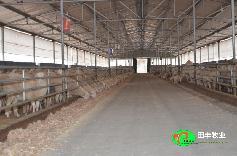 田豐牧業湖羊實景展示