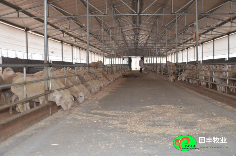 田豐牧業湖羊實景展示