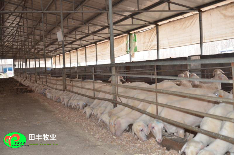 田豐牧業湖羊實景展示