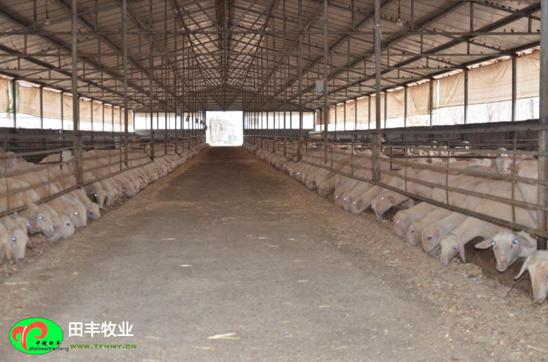 田豐牧業湖羊實景展示