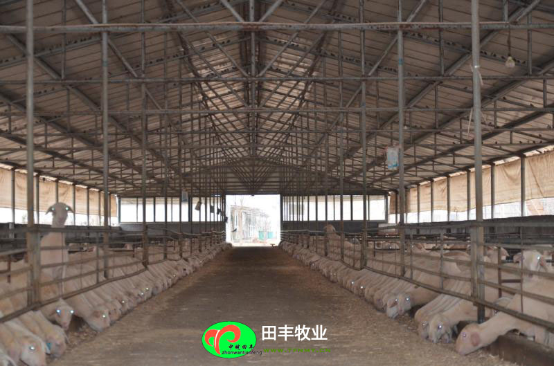 田豐牧業湖羊實景展示