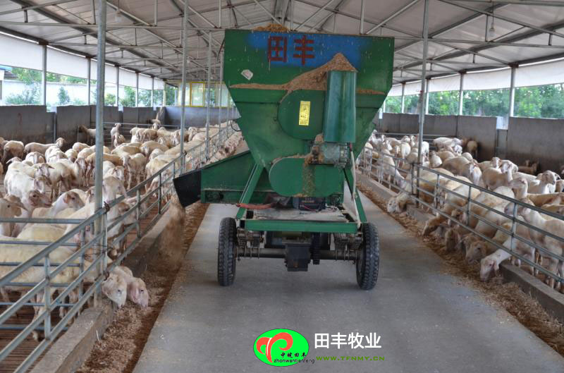 田豐牧業湖羊實景展示