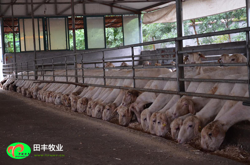 田豐牧業湖羊實景展示
