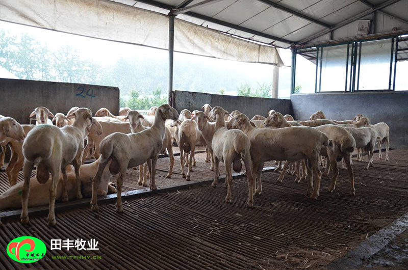 田豐牧業湖羊實景展示