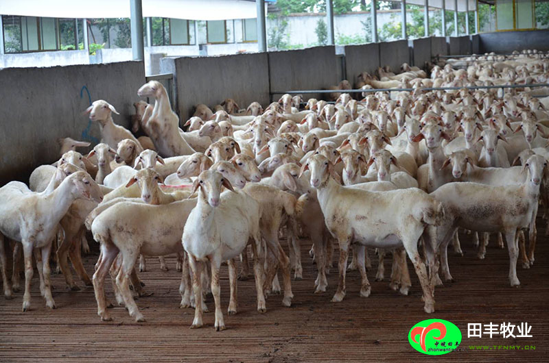 田豐牧業湖羊實景展示